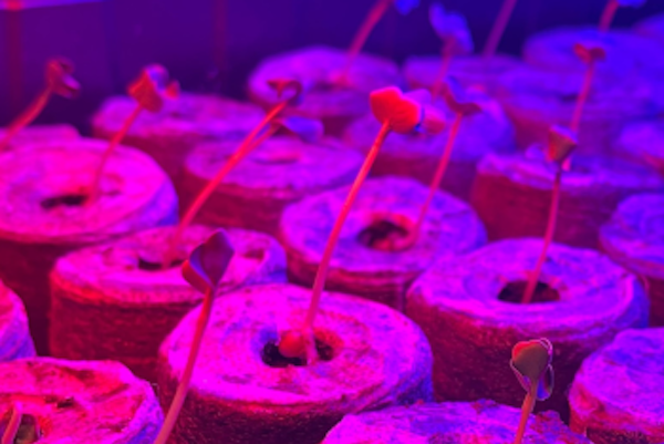 NASA growing plants in outer space
